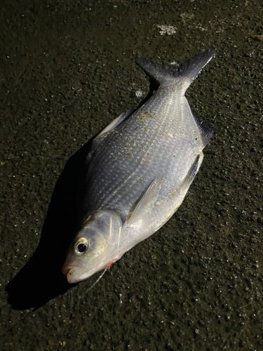 ダントウボウの釣果
