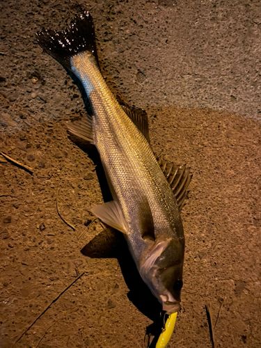 セイゴ（マルスズキ）の釣果