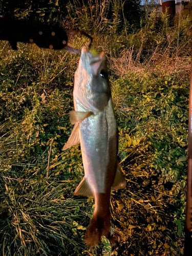 セイゴ（マルスズキ）の釣果