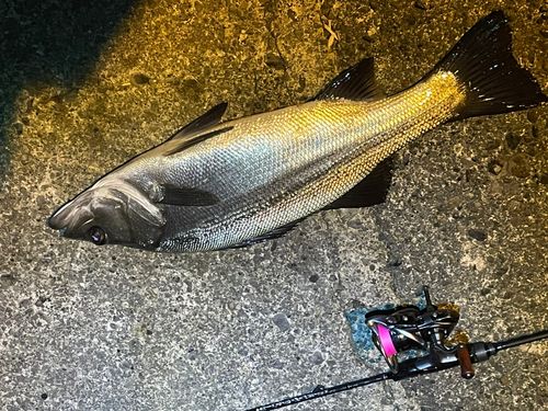ヒラスズキの釣果