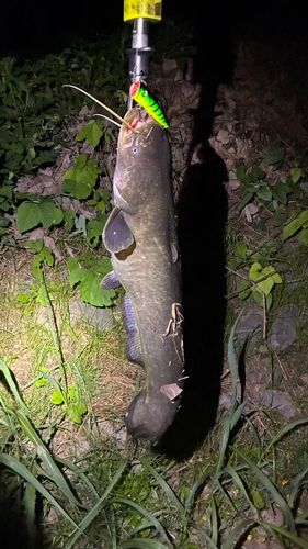 マナマズの釣果