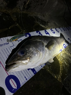 シーバスの釣果