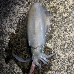 アオリイカ