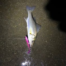 セイゴ（タイリクスズキ）