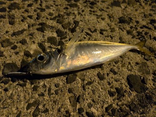 アオアジの釣果