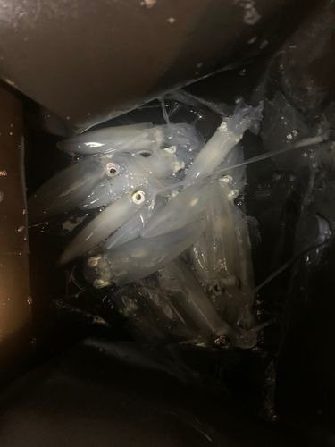 マメイカの釣果
