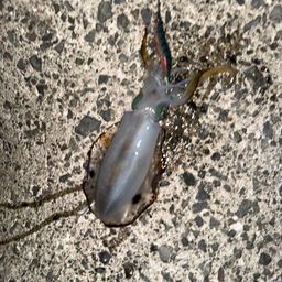 アオリイカ