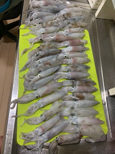 マメイカの釣果