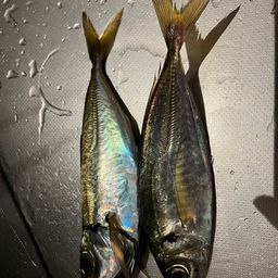 アジ