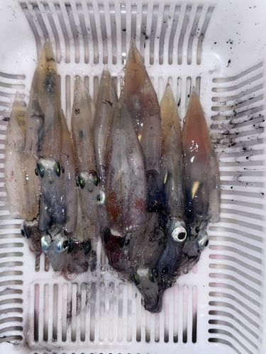 ヤリイカの釣果