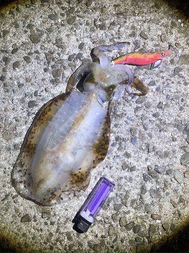 アオリイカの釣果