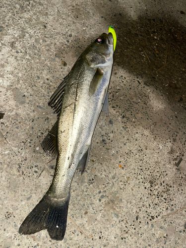 セイゴ（マルスズキ）の釣果
