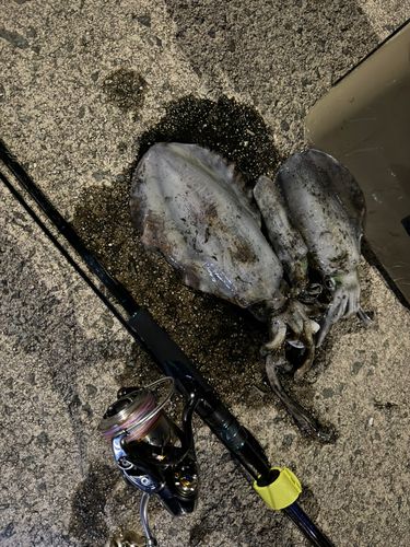 アオリイカの釣果