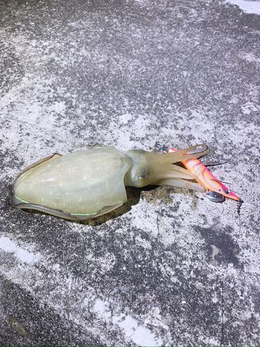 コウイカの釣果