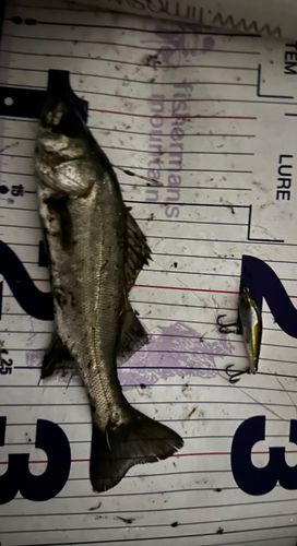 シーバスの釣果