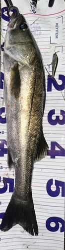シーバスの釣果