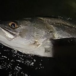 シーバス