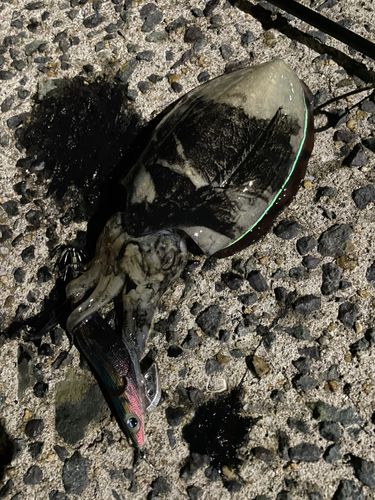 コウイカの釣果