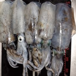 アオリイカ