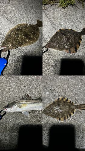 カレイの釣果