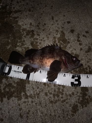 メバルの釣果