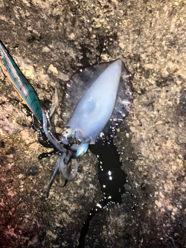 アオリイカの釣果
