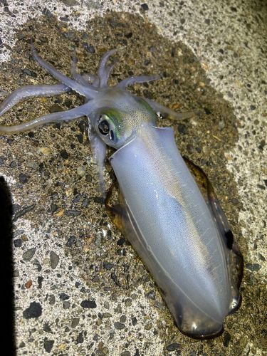 アオリイカの釣果
