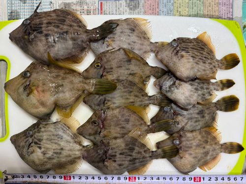 カワハギの釣果