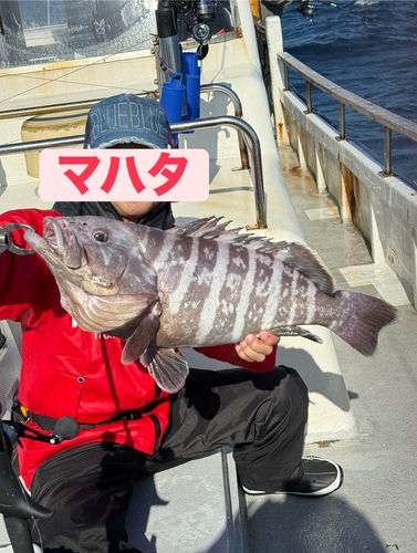 マハタの釣果