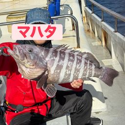 マハタ