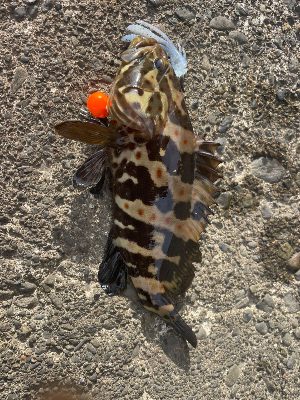 クエ