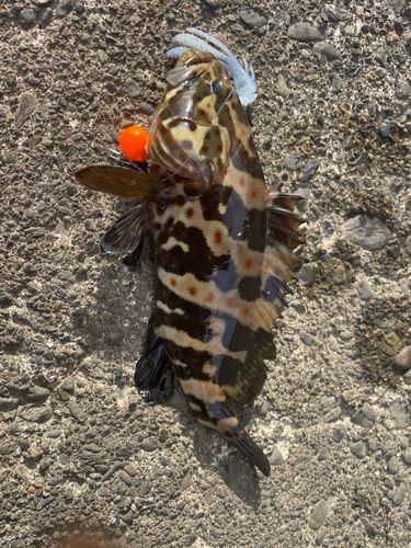 クエの釣果
