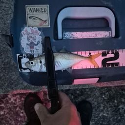 アジ