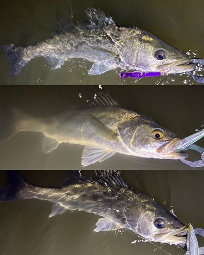 シーバスの釣果