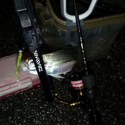 アジ