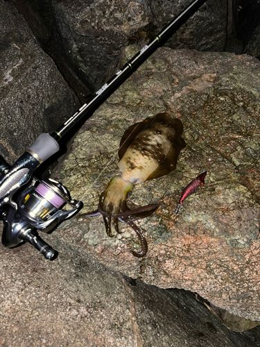 アオリイカの釣果