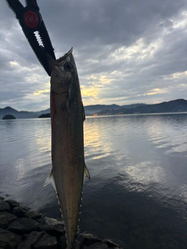 サゴシの釣果
