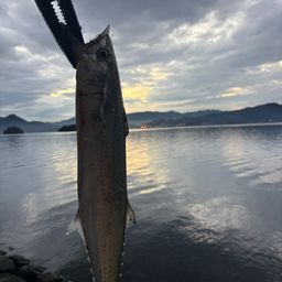 サゴシ