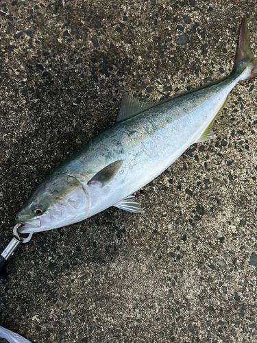 イナダの釣果