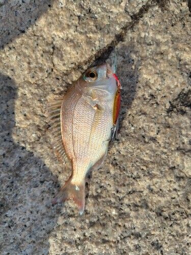 チャリコの釣果