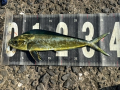 シイラの釣果