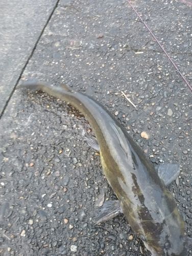 アメリカナマズの釣果