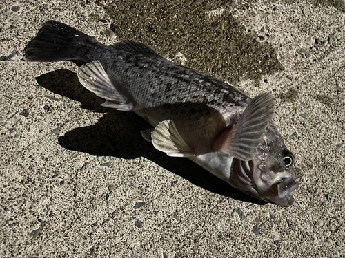 クロソイの釣果