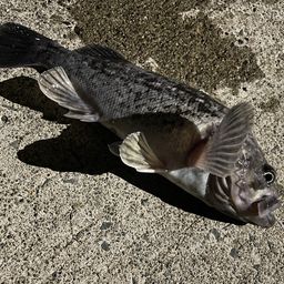 クロソイ