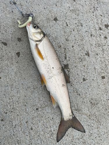 エゾウグイの釣果