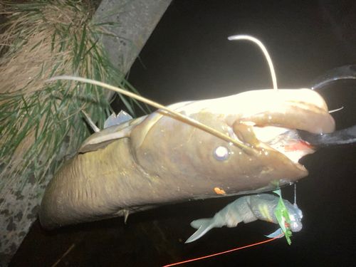 ナマズの釣果
