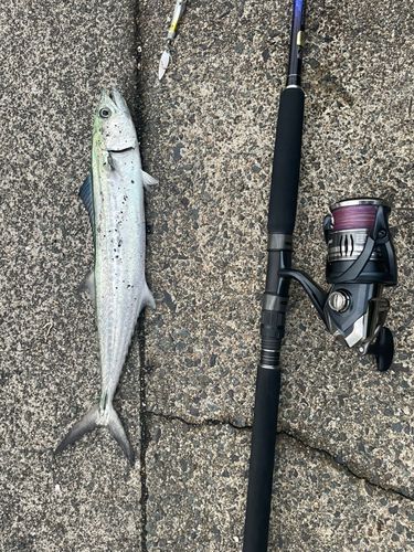サゴシの釣果
