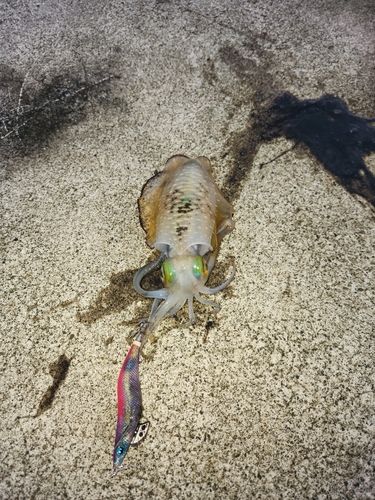 アオリイカの釣果