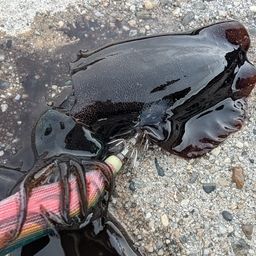 アオリイカ
