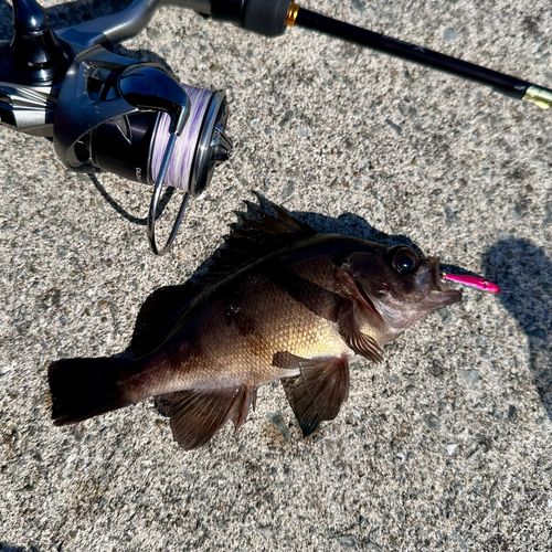メバルの釣果